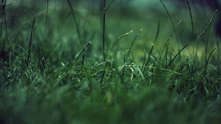 العشب ، المقربة، خلفية HD
