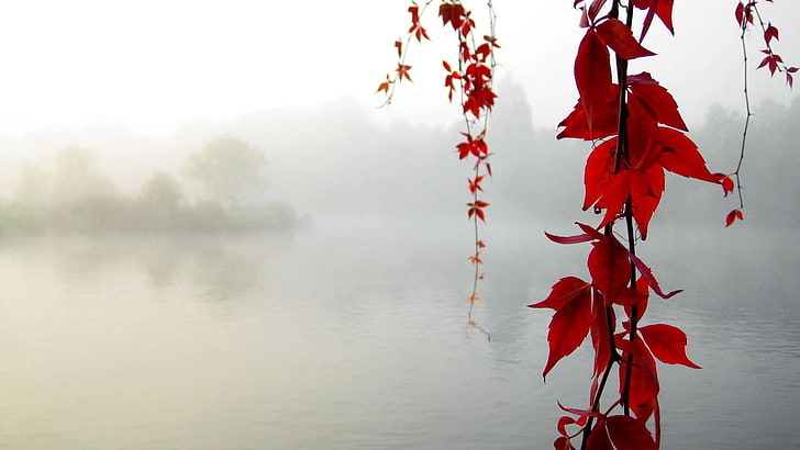 красные цветы, красное листовое дерево, вода, листья, туман, природа, осень, озеро, красные листья, растения, HD обои