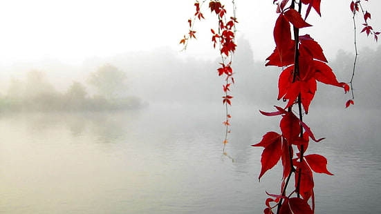 красные цветы, красное листовое дерево, вода, листья, туман, природа, осень, озеро, красные листья, растения, HD обои HD wallpaper
