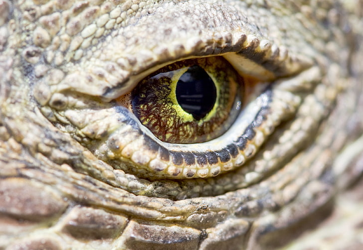 animales, reptiles, macro, ojos amarillos, Fondo de pantalla HD