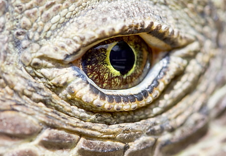 djur, reptiler, makro, gula ögon, HD tapet HD wallpaper