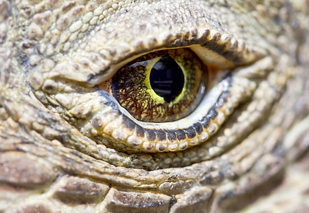 ojo, reptil, escamas, dragón de komodo, Fondo de pantalla HD HD wallpaper