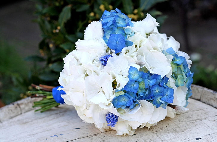 белые и синие цветы с лепестками, мускари, гортензия, цветок, цветы, HD обои