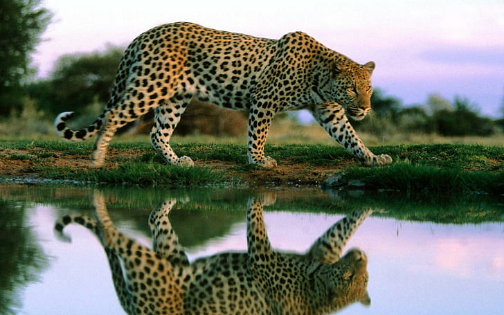 Leopard, wysoka rozdzielczość, koty, wysoka, lampart, rozdzielczość, Tapety HD