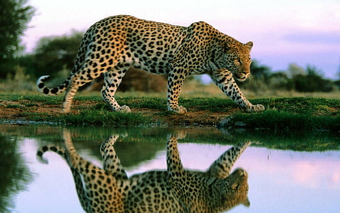 Леопард высокого разрешения, кошки, высокий, леопард, разрешение, HD обои HD wallpaper
