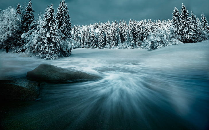눈, 겨울, 나무, 밤, 눈, 겨울, 나무, 밤, HD 배경 화면