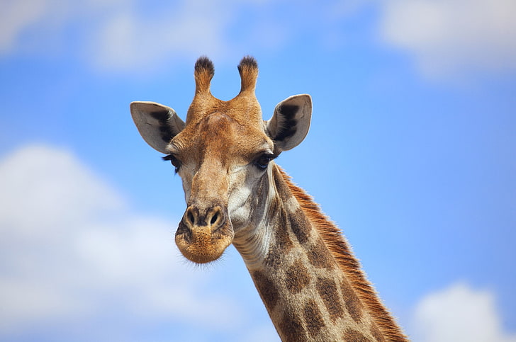 animais cromo girafas safari chrome os mario moreno Video Games Mario HD Art, animais, cromo, girafas, safari, chrome os, mario moreno, HD papel de parede