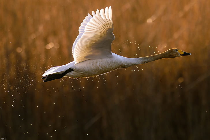 Bird swan goose, white and grey bird, Bird, swan, goose, duck, takeoff, flight, spray, HD wallpaper