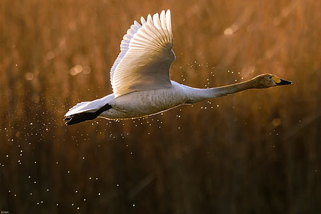 Bird swan goose, white and grey bird, Bird, swan, goose, duck, takeoff, flight, spray, HD wallpaper HD wallpaper