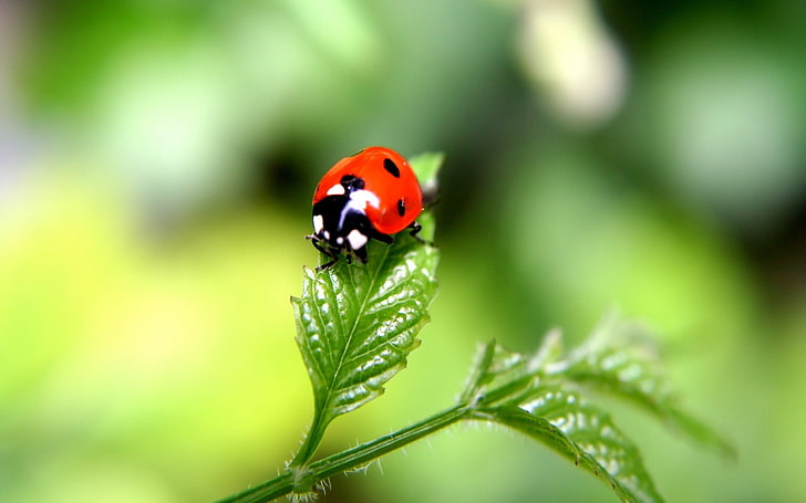 roter und schwarzer Marienkäfer, Marienkäfer, Insekt, Natur, Makro, verwischt, HD-Hintergrundbild