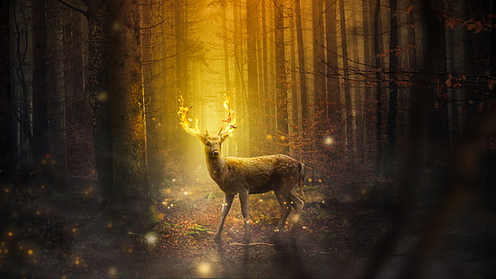 4K ، النار ، الغزلان ، الخريف ، الغابة، خلفية HD HD wallpaper