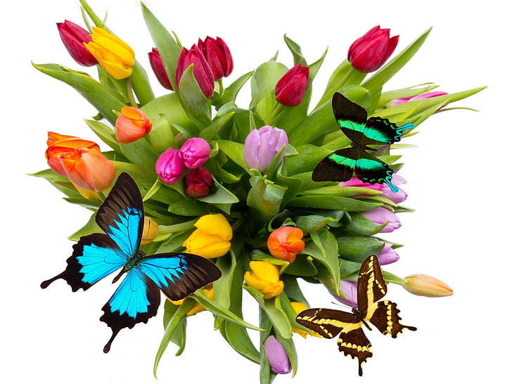 butterflies, flowers, tulips, HD wallpaper