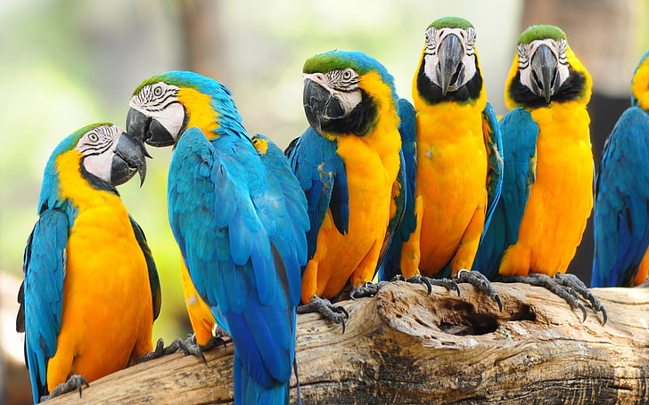 Parrots Bird On Trunk, six blue-and-yellow Macaw birds, Animals, Parrot, animal, trunk, HD wallpaper