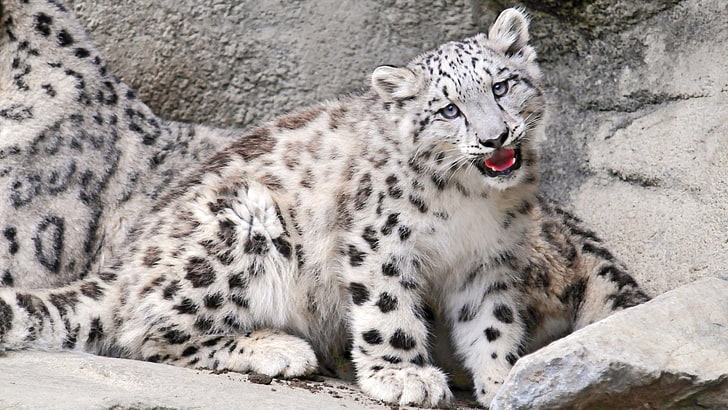 white feline, baby, ounce, mouth, rocks, snow leopard, HD wallpaper