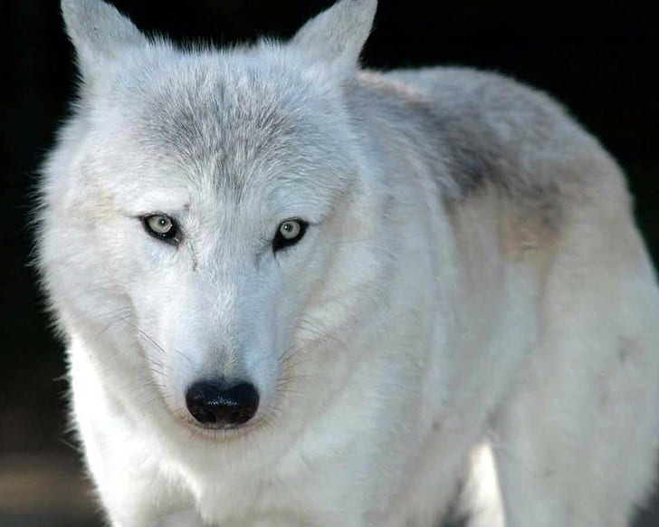 Wolf, weiß, HD-Hintergrundbild