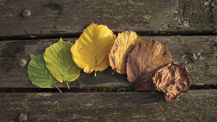 листья, дерево, деревянная поверхность, HD обои