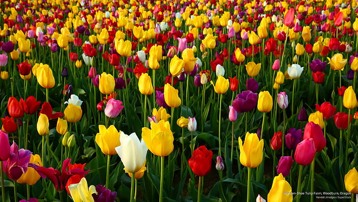 Farma tulipanów z drewnianymi butami, Woodburn, Oregon, wiosna / lato, Tapety HD