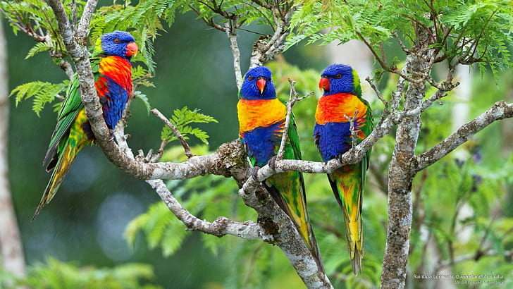 Rainbow Lorikeets, Queensland, Australia, Birds, HD wallpaper