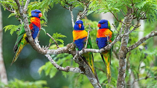 Rainbow Lorikeets, Queensland, Australia, Birds, HD wallpaper HD wallpaper
