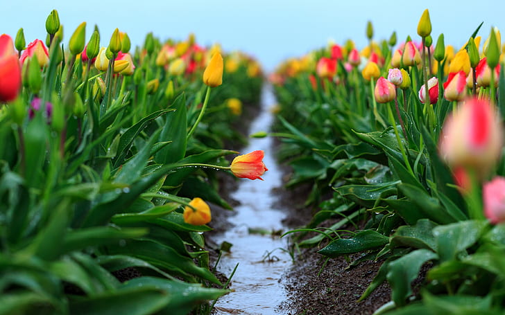 field, the sky, leaves, water, drops, flowers, freshness, rain, spring, yellow, after the rain, tulips, orange, buds, a lot, the ranks, plantation, raznocvetnye, HD wallpaper