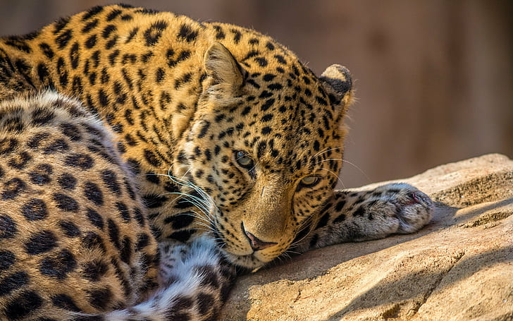 leopardo, animali, zoo, Sfondo HD