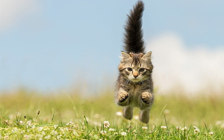새끼 고양이 실행, 점프, 야생화, 새끼 고양이 실행, 점프, 야생화, HD 배경 화면