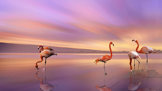 Aves, flamingo, animal, praia, pássaro, reflexão, pôr do sol, HD papel de parede HD wallpaper
