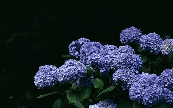 ortensie viola, lilla, fiori, ramoscello, foglia, Sfondo HD