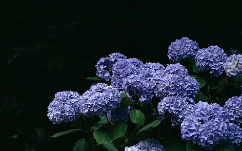 ortensie viola, lilla, fiori, ramoscello, foglia, Sfondo HD HD wallpaper