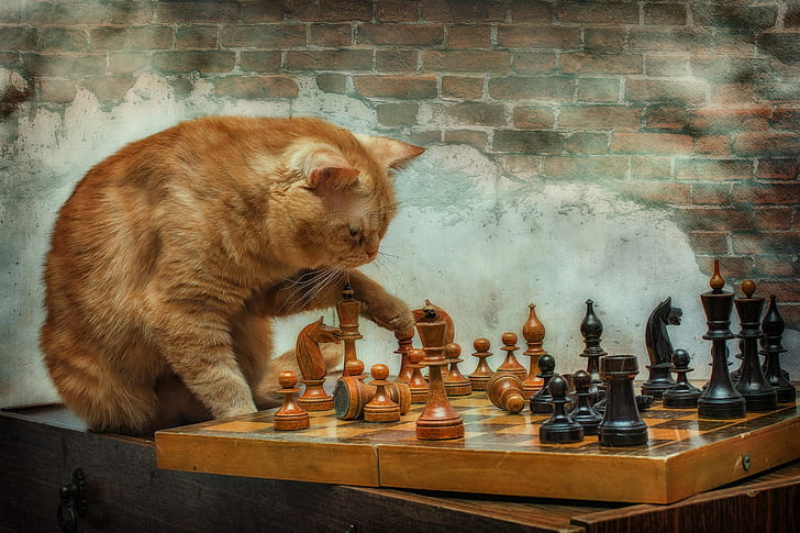 القطط ، القط ، الشطرنج ، الحيوانات الأليفة، خلفية HD