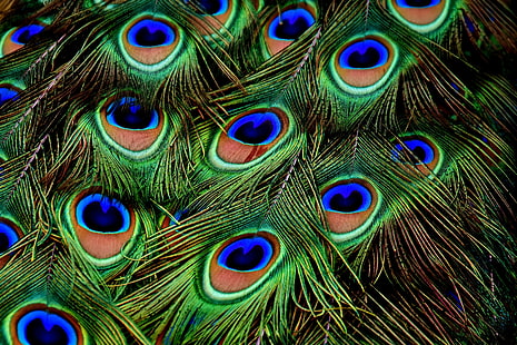 green and black peacock feather wallpaper, peacocks, feathers, patterns, HD wallpaper HD wallpaper