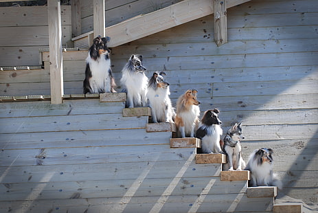 cani, scala, rango, rifugio, border collie, cane pastore delle Shetland, Alaskan Klee Kai, Sfondo HD HD wallpaper