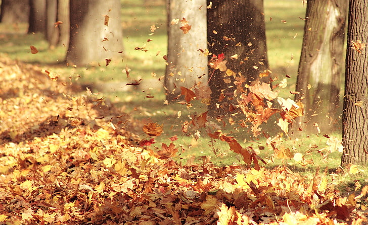 Осенний ветер, коричневые кленовые листья, времена года, осень, ветер, HD обои