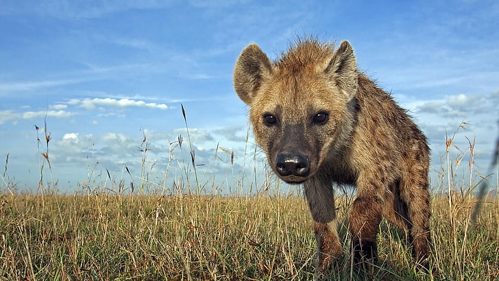 margasatwa, hyena, langit biru, fauna, hutan belantara, padang rumput, hewan darat, rumput, merapatkan, hewan liar, hyena tutul, sabana, padang rumput, safari, Wallpaper HD