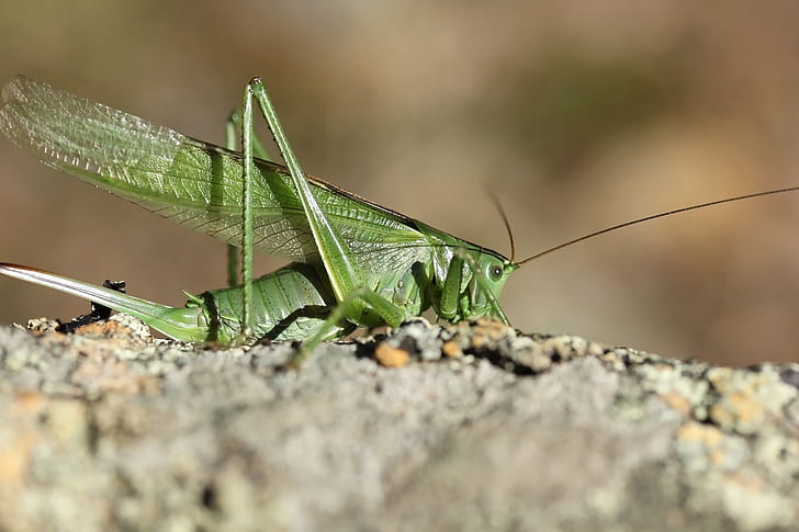background, insect, grasshopper, locust, HD wallpaper