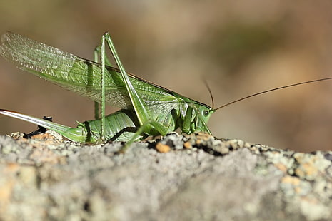  background, insect, grasshopper, locust, HD wallpaper HD wallpaper