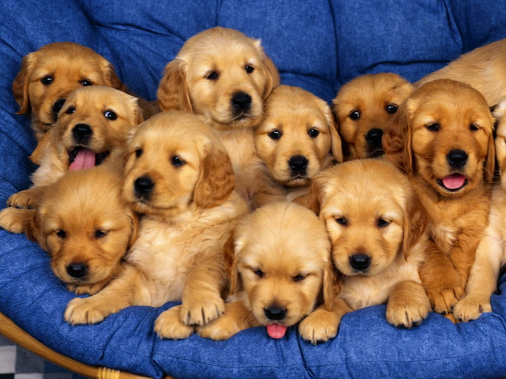 animals, dog, baby animals, puppies, HD wallpaper