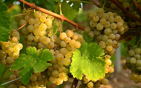природа, виноград, виноград, виноградная лоза, HD обои HD wallpaper