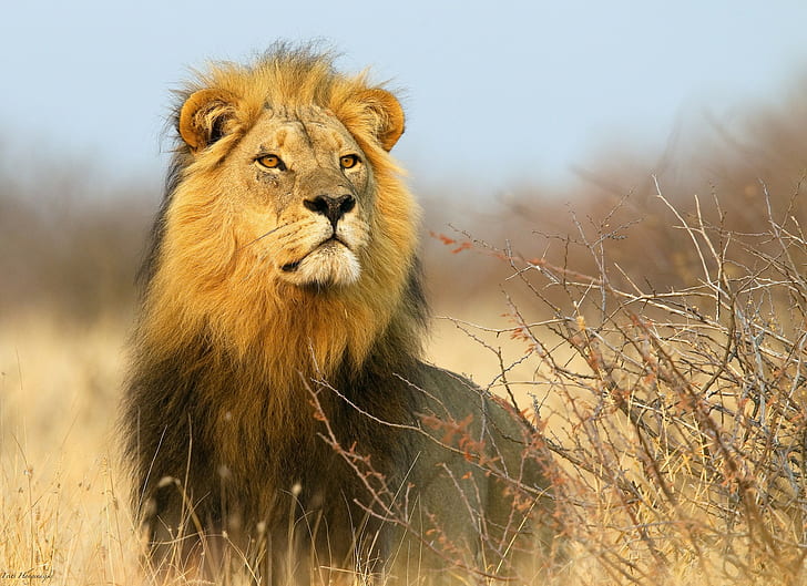 Çalıların arasında aslan, kahverengi aslan, çalılar, Afrika, aslan, HD masaüstü duvar kağıdı