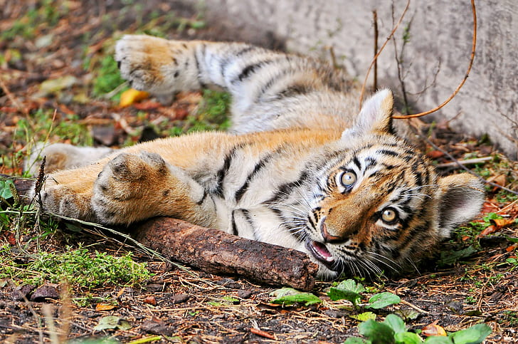 Baby tiger, tiger cub, tiger, Amur, Cat, stick, look, baby, © Tambako The Jaguar, HD wallpaper