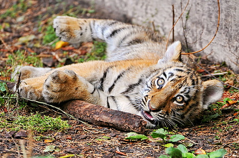 Bebé tigre, cachorro de tigre, tigre, Amur, gato, palo, mira, bebé, © Tambako The Jaguar, Fondo de pantalla HD HD wallpaper