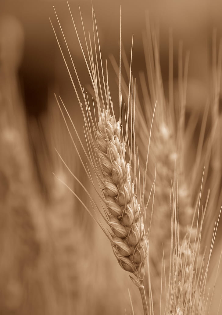 depth of field photography of a brown hay, Du, blé, depth of field, photography, brown, hay, wheat  grain, corn, cereals, monochrome, agriculture, wheat, cereal Plant, rural Scene, food, crop, nature, farm, field, seed, gold Colored, ripe, growth, yellow, summer, harvesting, bread, barley, plant, straw, close-up, stem, HD wallpaper