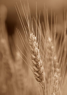 depth of field photography of a brown hay, Du, blé, depth of field, photography, brown, hay, wheat  grain, corn, cereals, monochrome, agriculture, wheat, cereal Plant, rural Scene, food, crop, nature, farm, field, seed, gold Colored, ripe, growth, yellow, summer, harvesting, bread, barley, plant, straw, close-up, stem, HD wallpaper HD wallpaper