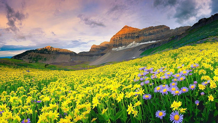 Paisagem, primavera, campo de flores, florido, vale das flores, índia, nuvens, HD papel de parede | Wallpaperbetter
