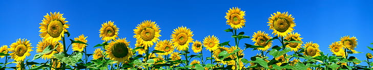 fleur, fleurs, flower, flowers, monitor, multi, multiple, screen, sunflower, tournesol, triple, HD wallpaper