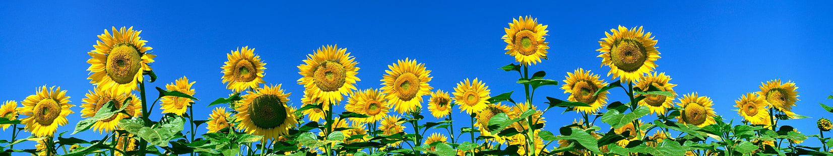 fleur, fleurs, bunga, bunga, monitor, multi, banyak, layar, bunga matahari, tournesol, triple, Wallpaper HD HD wallpaper
