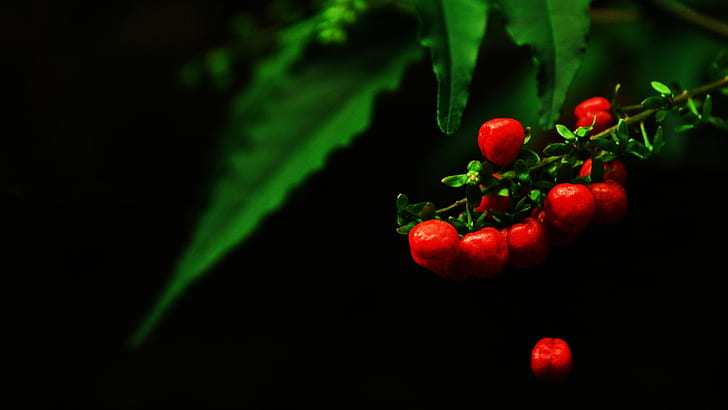 Black Berry Berries Plant HD, nature, noir, plante, baies, berry, Fond d'écran HD