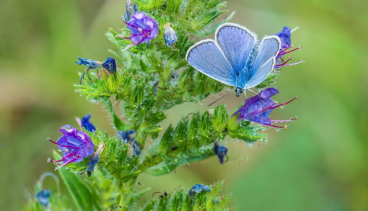 kupu-kupu biru, tembaga-kupu-kupu, kupu-kupu, bunga, batang, Wallpaper HD