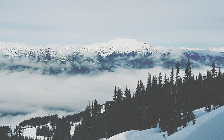 pinos, montañas, nieve, invierno, árboles, paisaje, Fondo de pantalla HD