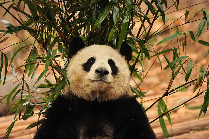 panda photo, panda, bamboo, bear, HD wallpaper